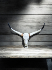 Bullenschädel Haus und Garten Wohnzimmer wand Dekoration bei garten-fantasy