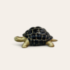 schildkröte gold